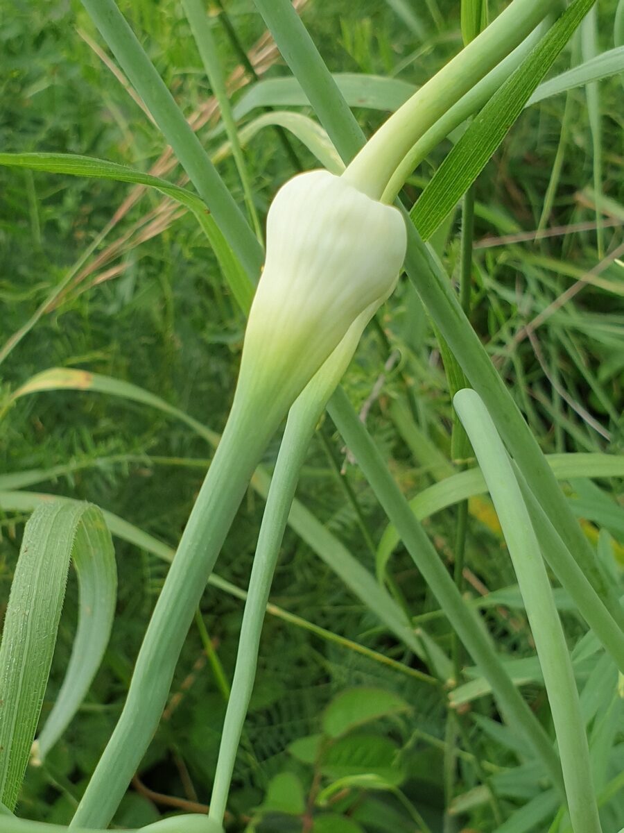 Allium sativum var. ophioscorodon