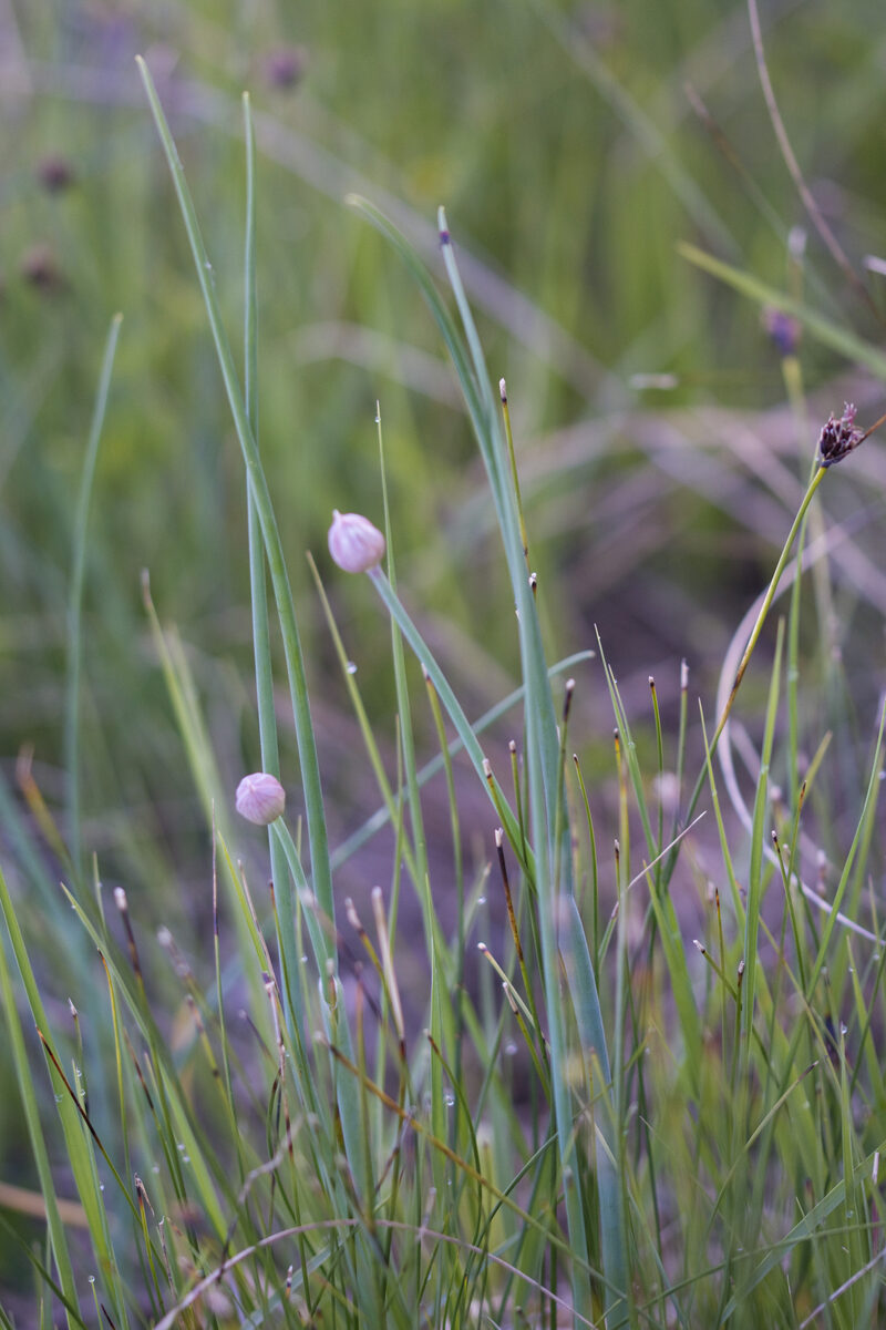 Allium schoenoprasum sibiricum - (L.)Hartm. (Giant Chives) — photo