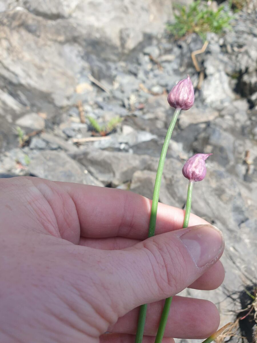 Allium schoenoprasum sibiricum - (L.)Hartm. (Giant Chives) — photo