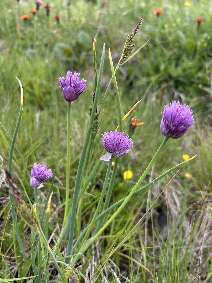 Allium schoenoprasum sibiricum - (L.)Hartm.
