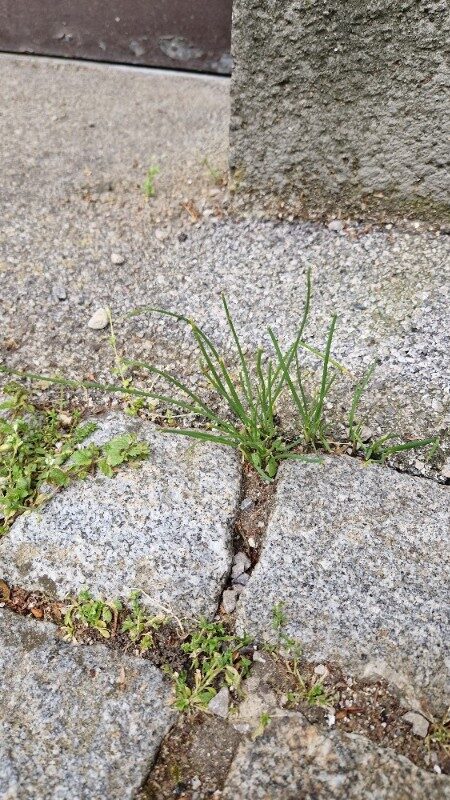 Allium schoenoprasum subsp. schoenoprasum (Siberian chive) — photo