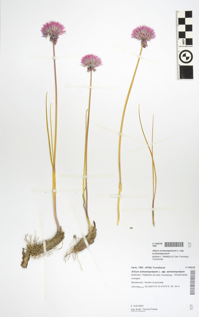 Allium schoenoprasum subsp. schoenoprasum (Siberian chive) — photo