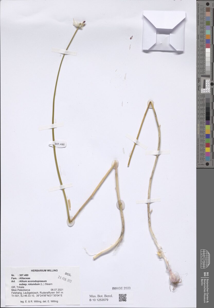 Allium scorodoprasum rotundum - (L.)Stearn. — photo