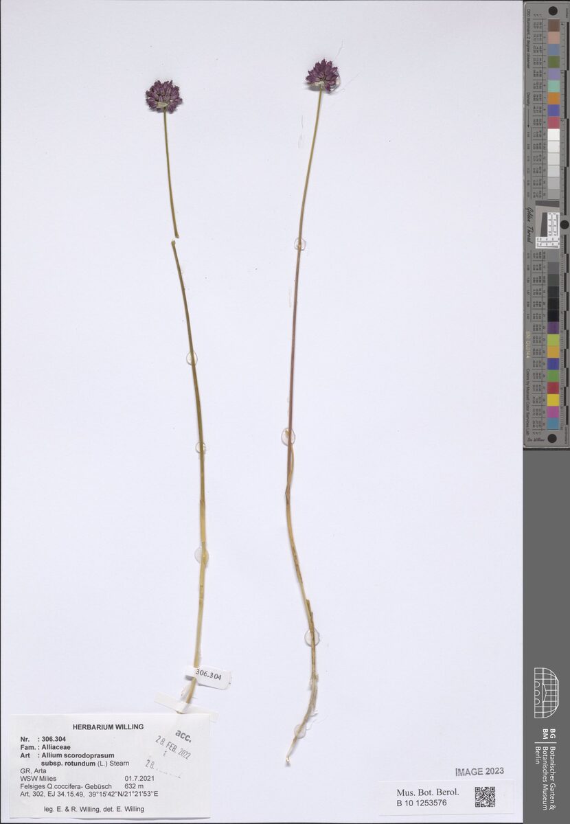 Allium scorodoprasum rotundum - (L.)Stearn. — photo
