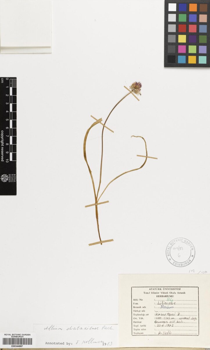 Allium shatakiense — photo