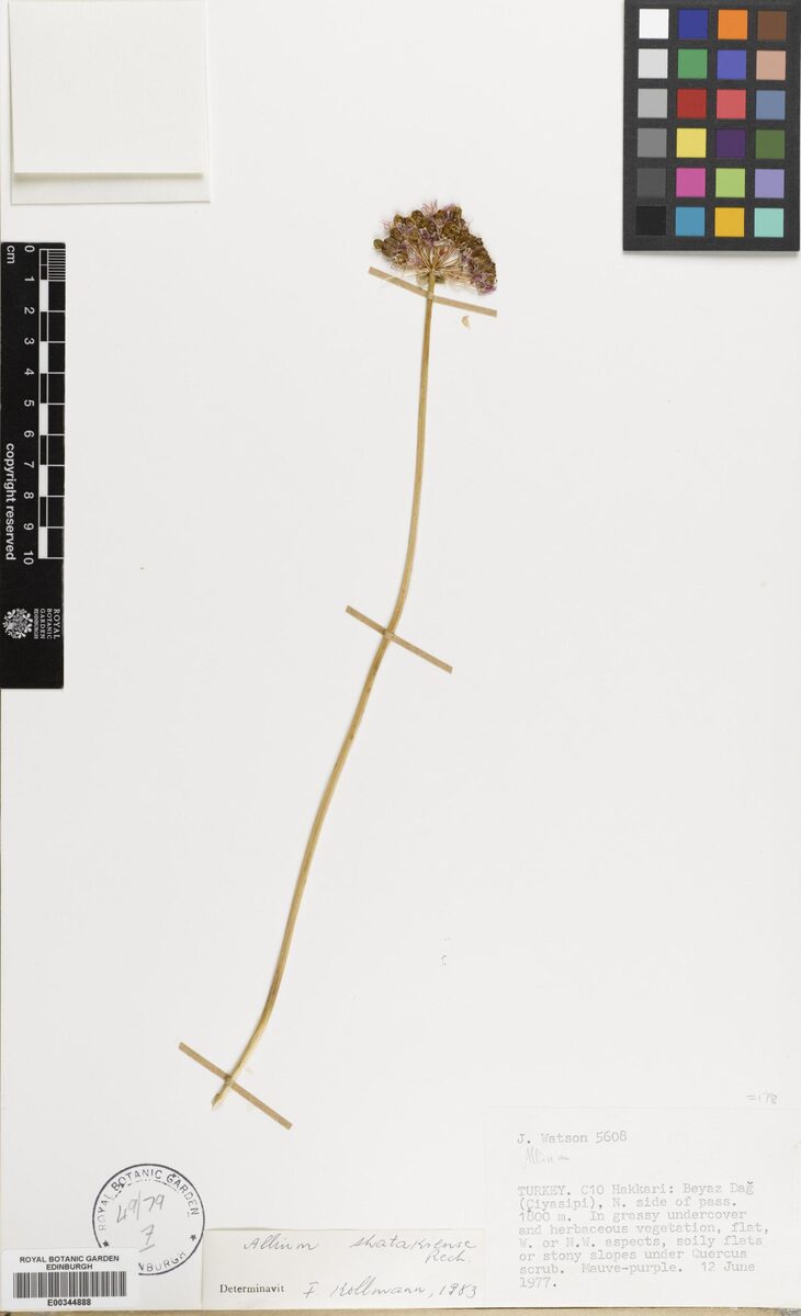 Allium shatakiense