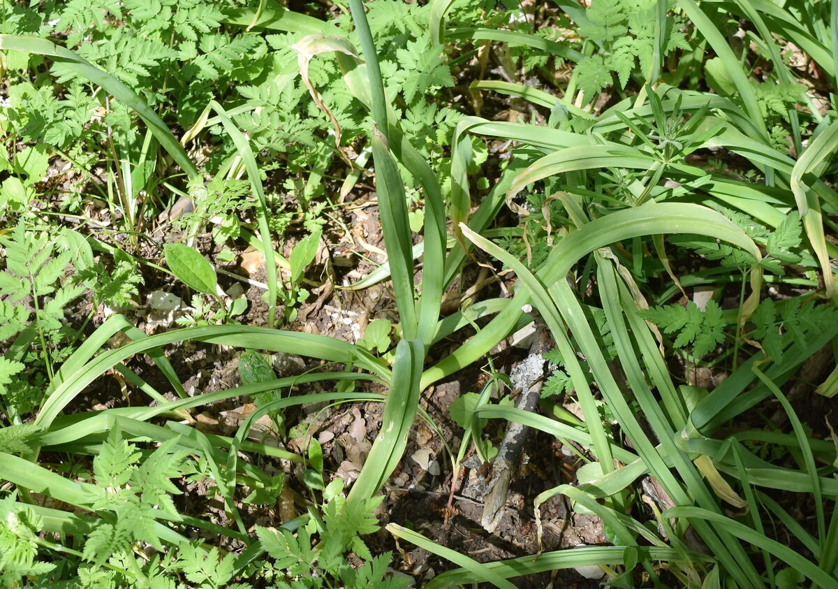 Allium siculum subsp. dioscoridis (Sicilian honey lily) — photo