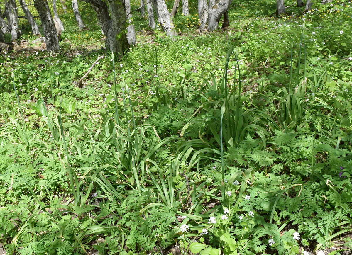 Allium siculum subsp. dioscoridis (Sicilian honey lily) — photo
