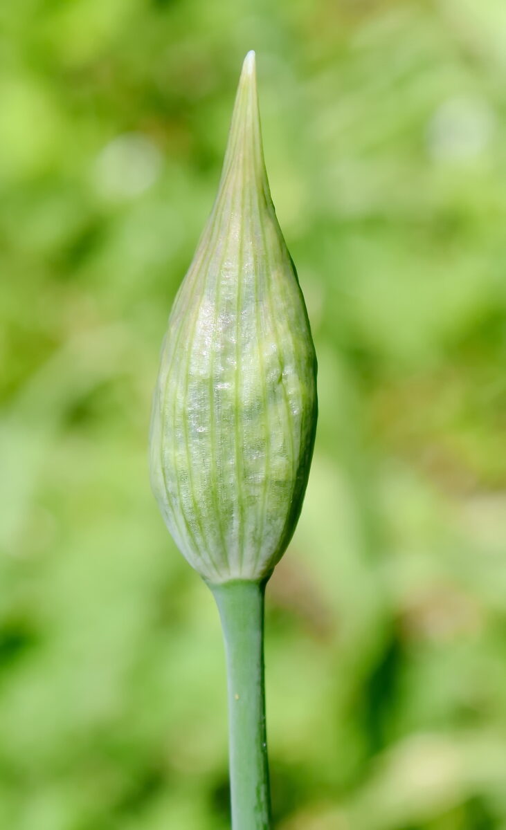 Allium siculum subsp. dioscoridis