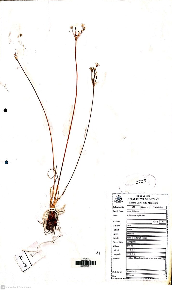 Allium stracheyi (Jambu) — photo