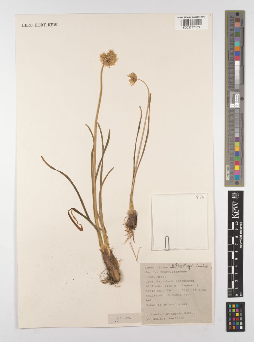 Allium stracheyi (Jambu) — photo