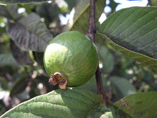Allium stracheyi (Jambu) — photo