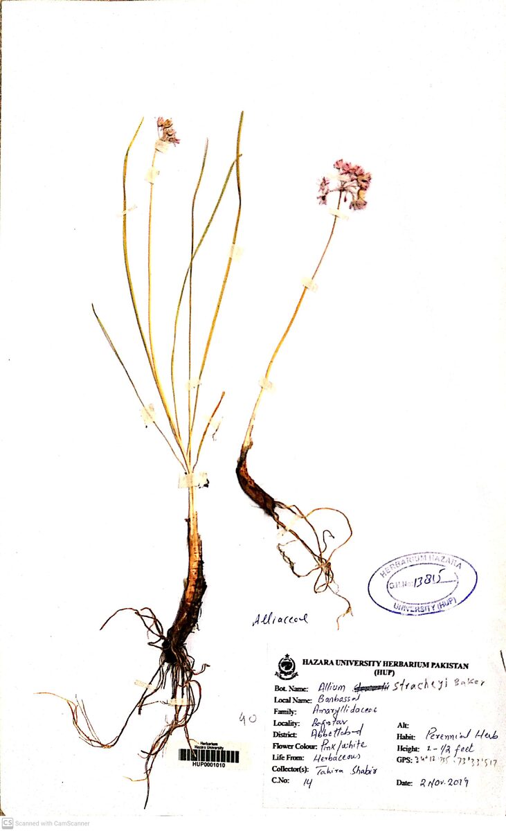 Allium stracheyi (Jambu) — photo