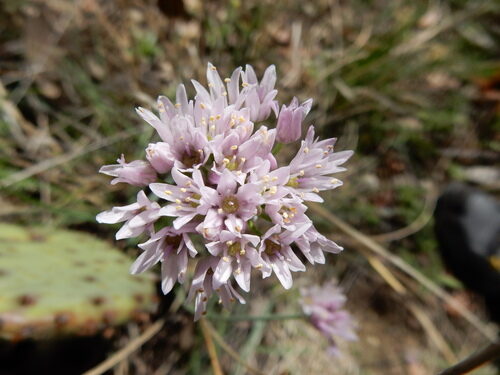 Allium suaveolens (Fragrant onion) — photo