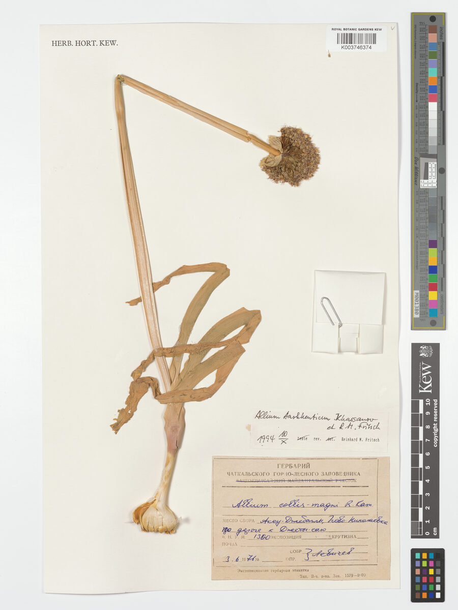 Allium tashkenticum — photo