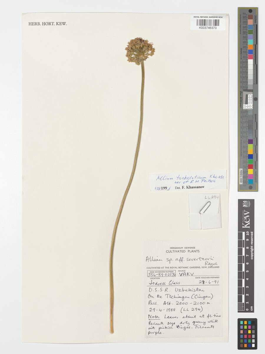 Allium tashkenticum