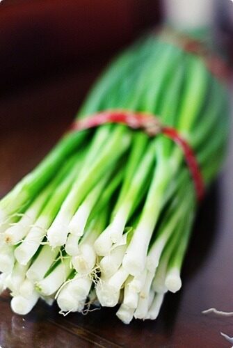 Allium thunbergii (Japanese onion) — photo