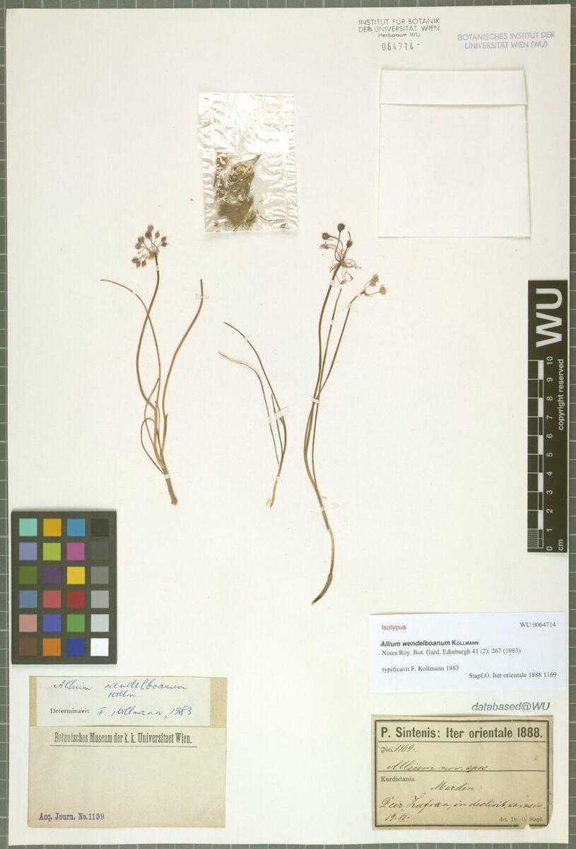 Allium wendelboanum