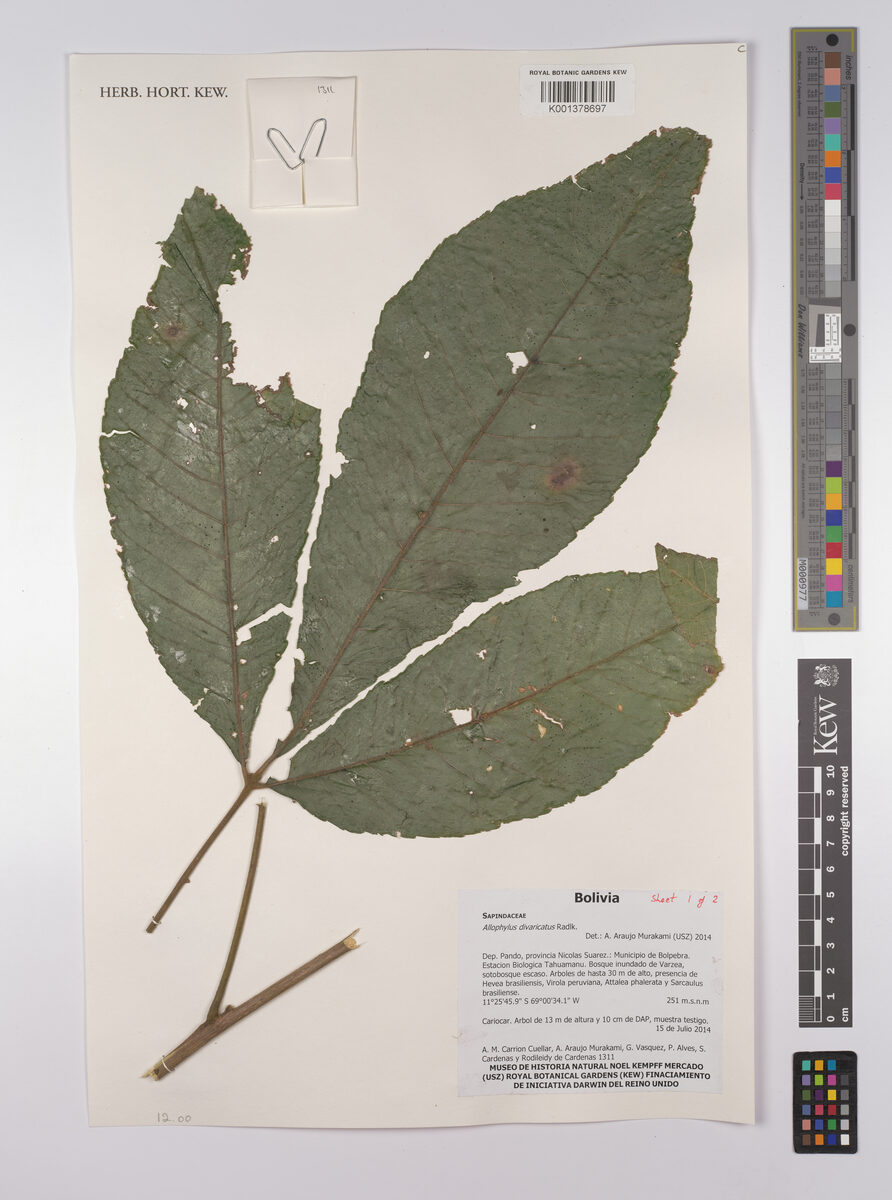 Allophylus divaricatus — photo