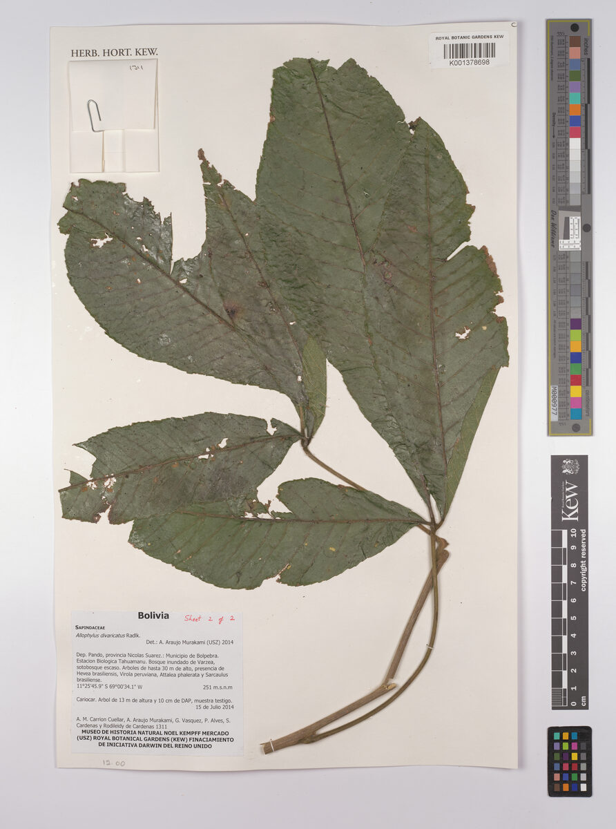 Allophylus divaricatus — photo