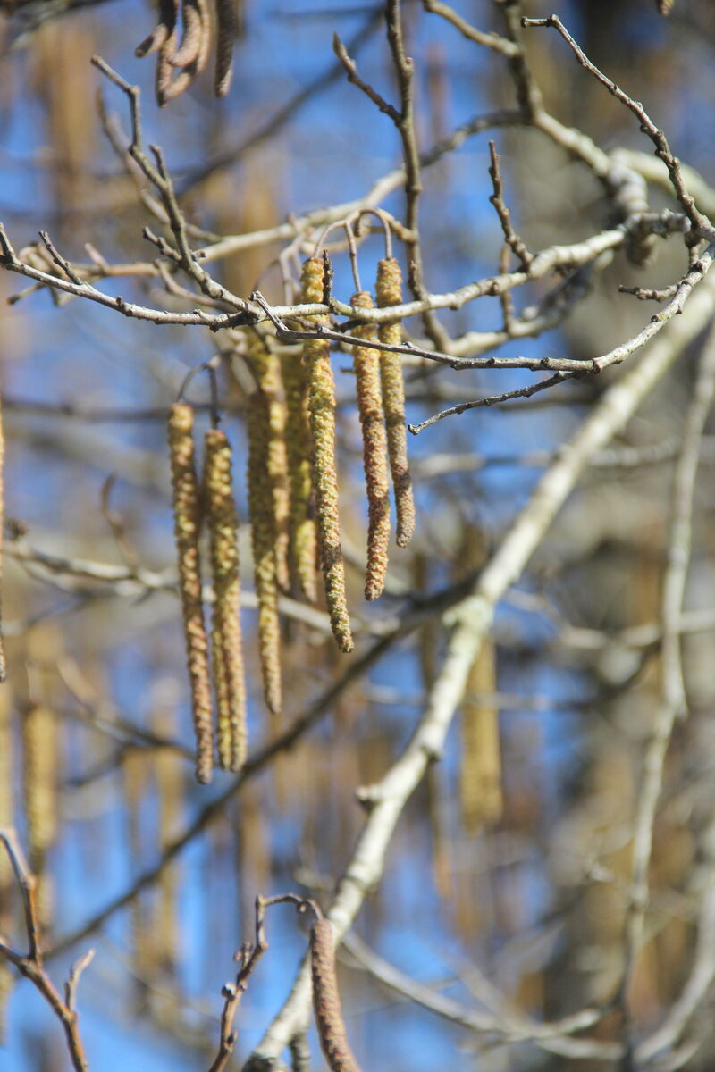 Alnus glutinosa subsp. barbata — photo