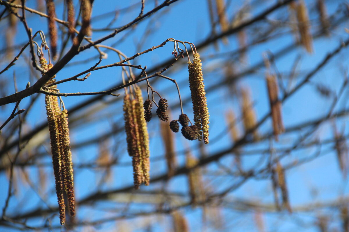 Alnus glutinosa subsp. barbata — photo