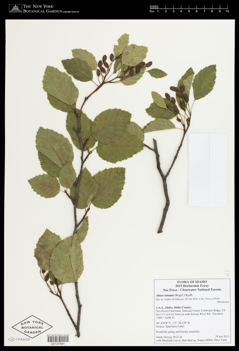 Alnus sinuata - (Regel.)Rydb. (Sitka Alder) — photo