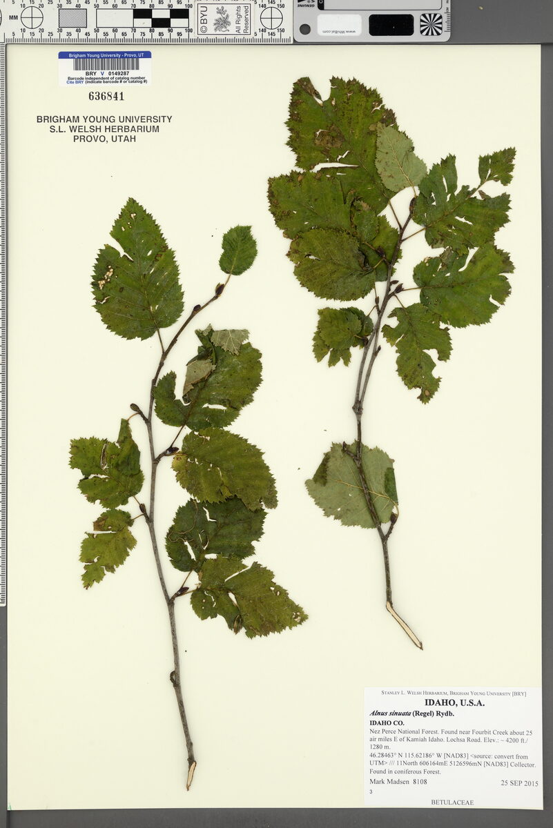 Alnus sinuata - (Regel.)Rydb. (Sitka Alder) — photo