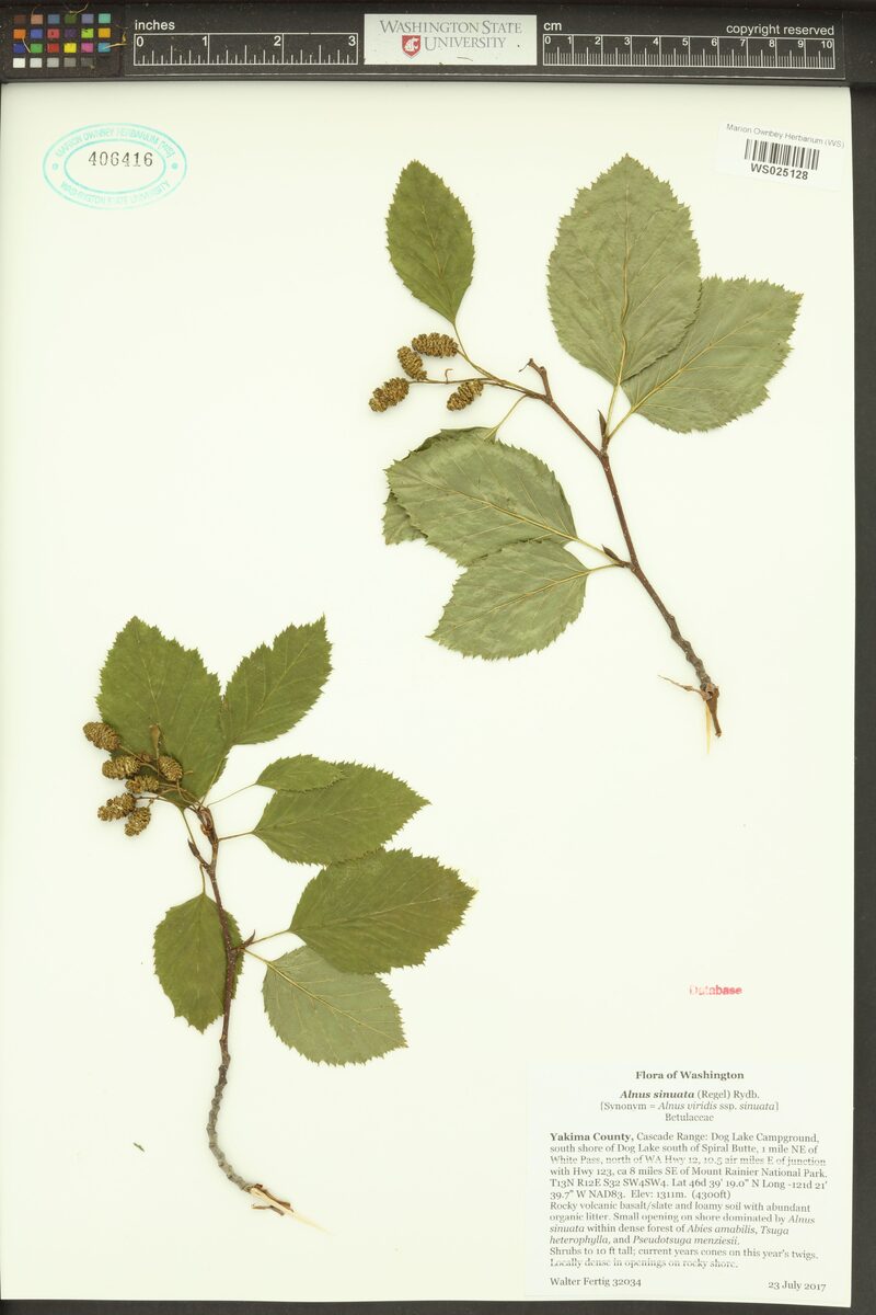 Alnus sinuata - (Regel.)Rydb.