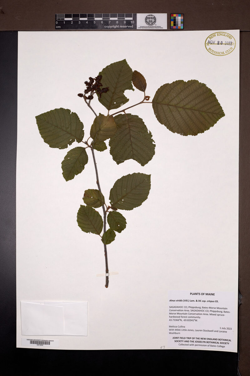 Alnus viridis crispa - (Aiton.)Turrill. (American Green Alder) — photo