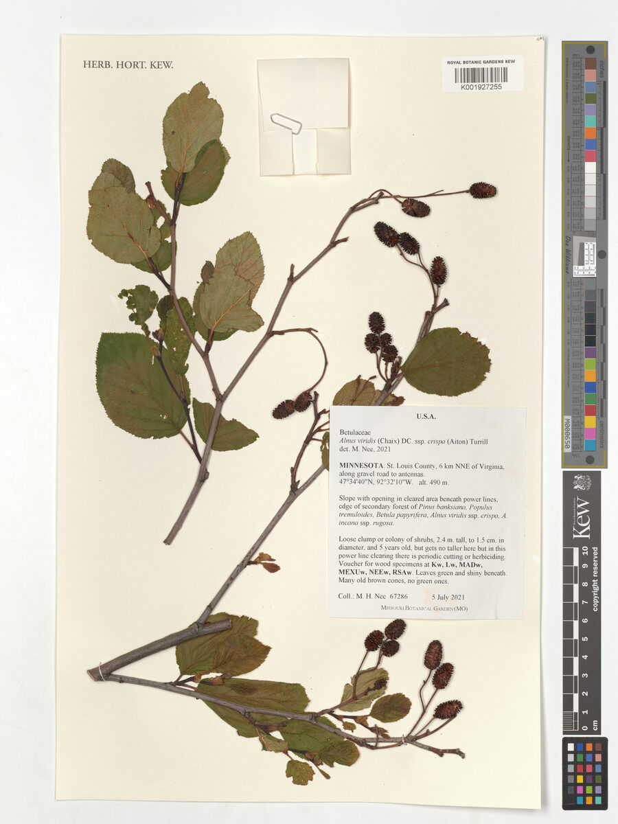 Alnus viridis crispa - (Aiton.)Turrill. (American Green Alder) — photo