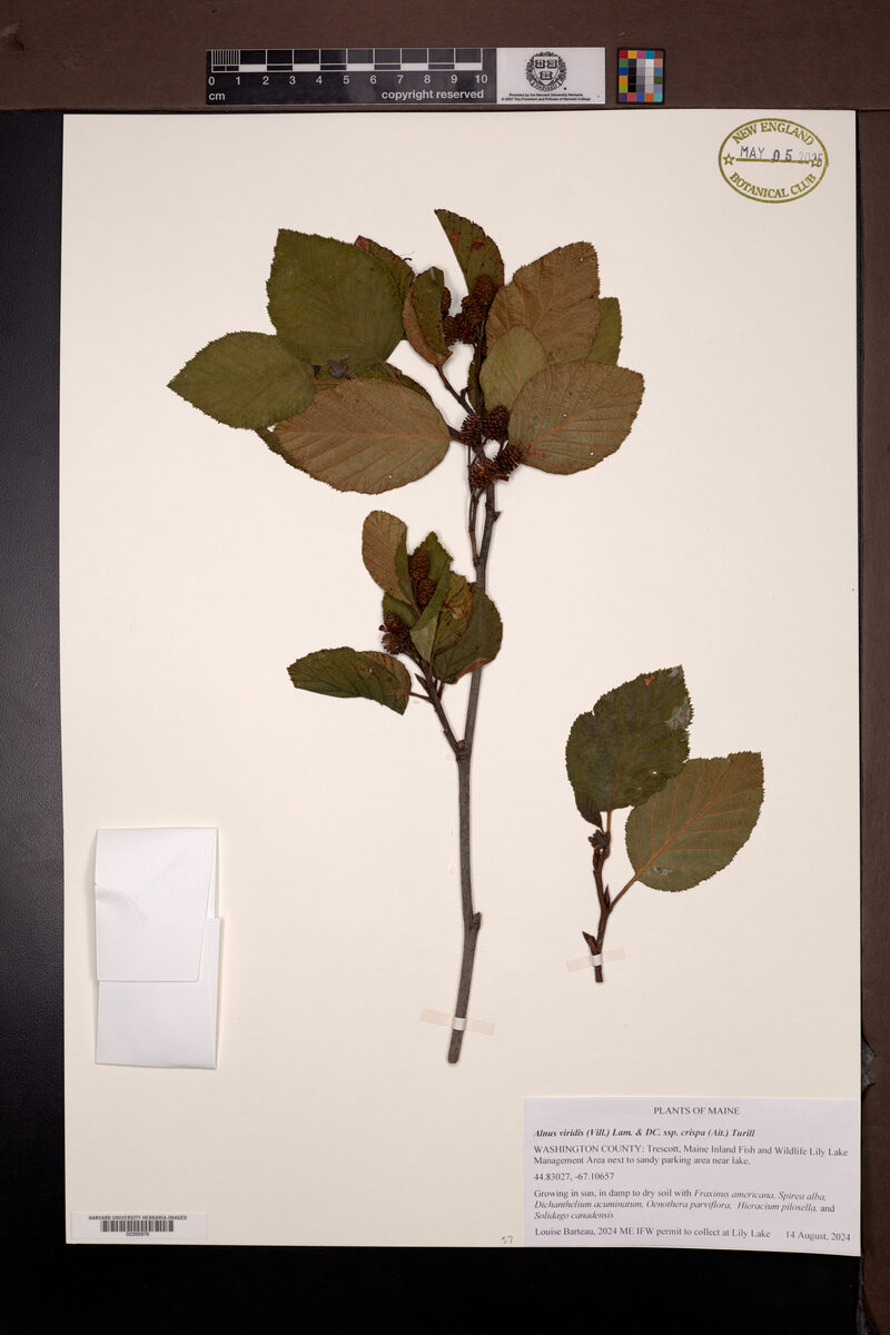 Alnus viridis crispa - (Aiton.)Turrill.