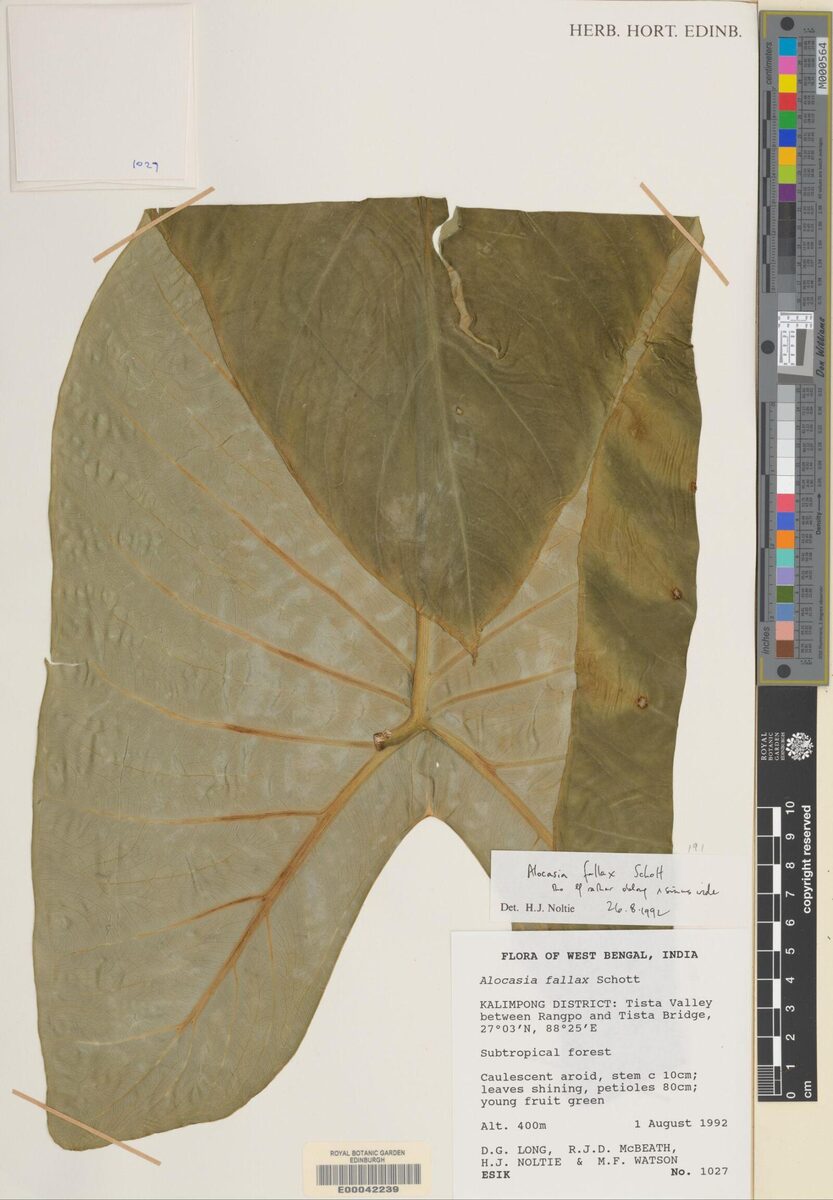 Alocasia fallax — photo