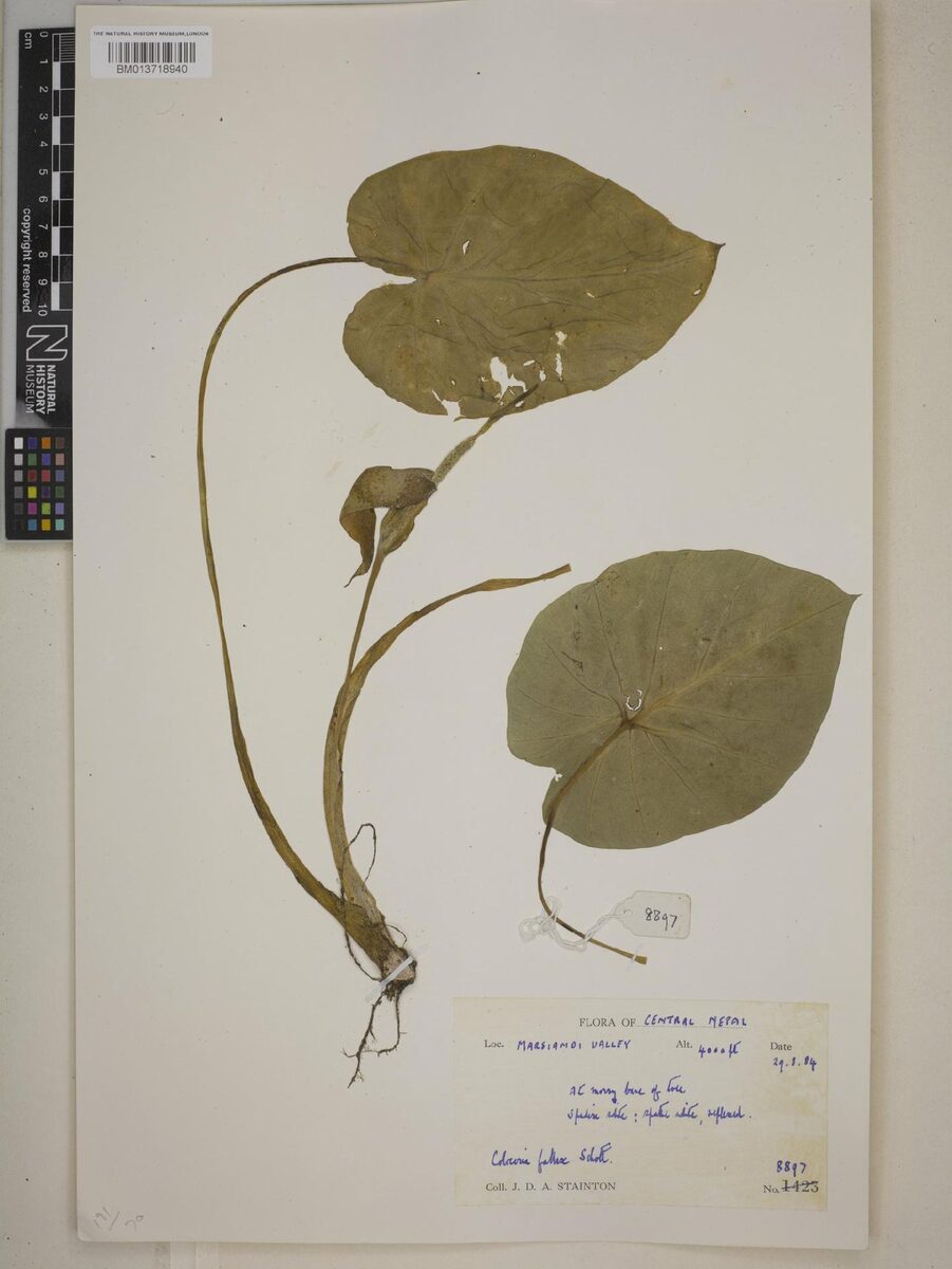 Alocasia fallax — photo