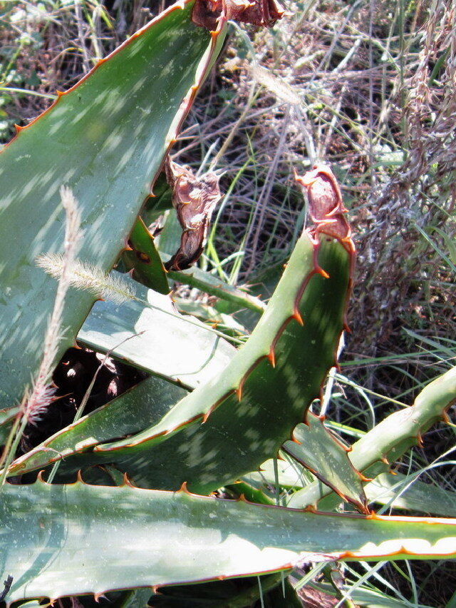 Aloe greatheadii var. davyana (Veld aloe) — photo