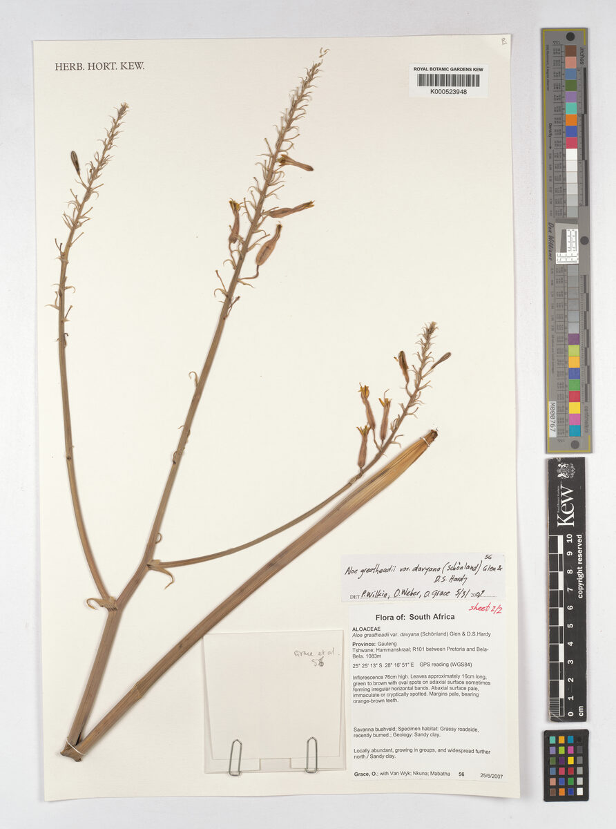 Aloe greatheadii var. davyana (Veld aloe) — photo