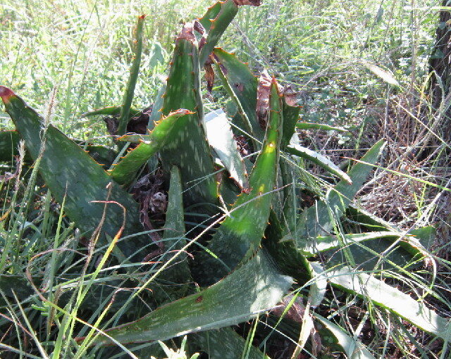 Aloe greatheadii var. davyana