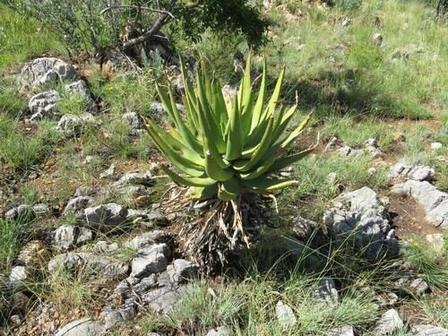 Aloe vryheidensis — photo