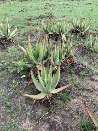 Aloe vryheidensis — photo