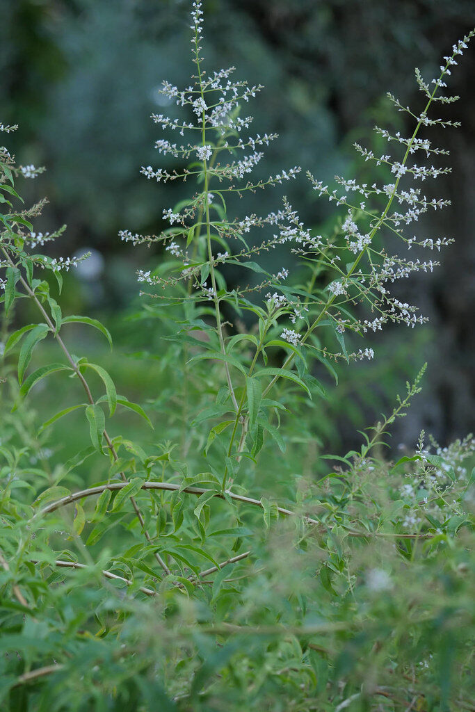 Aloysia citriodora (Lemon Verbena) — photo