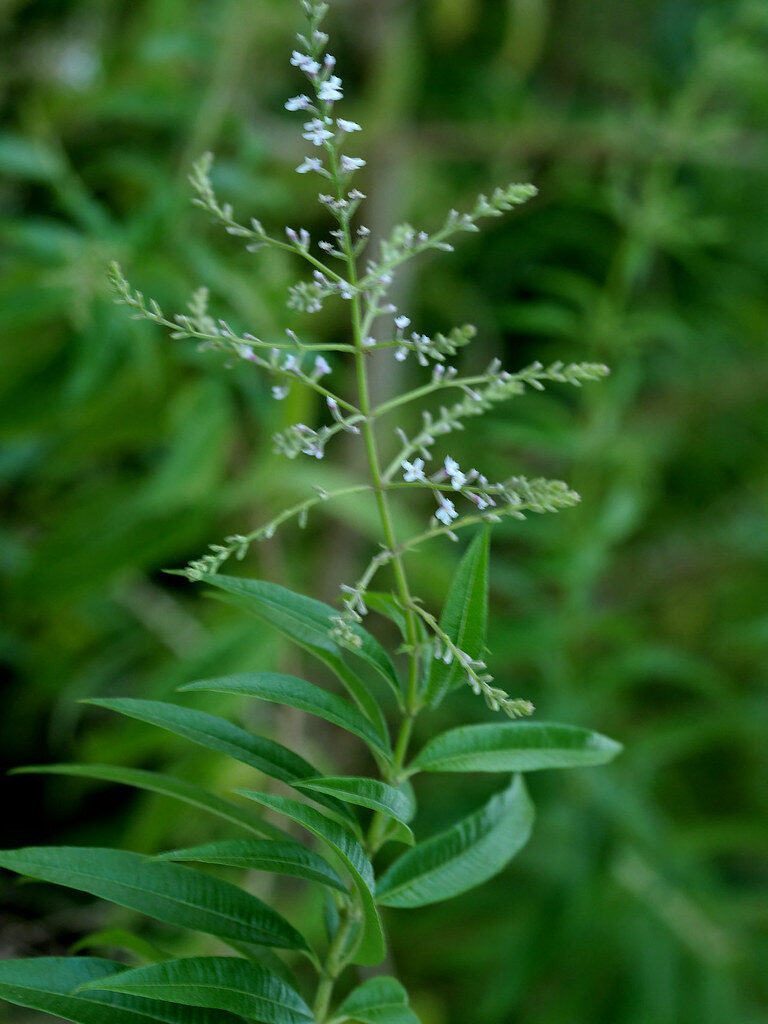 Aloysia citriodora (Lemon Verbena) — photo