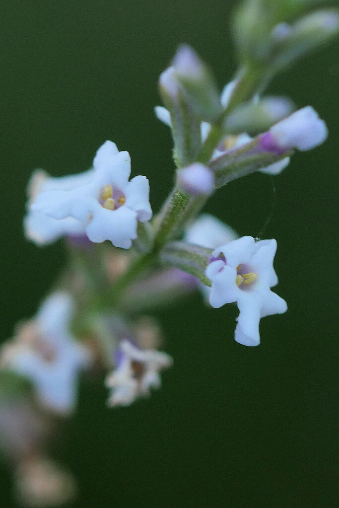 Aloysia citriodora