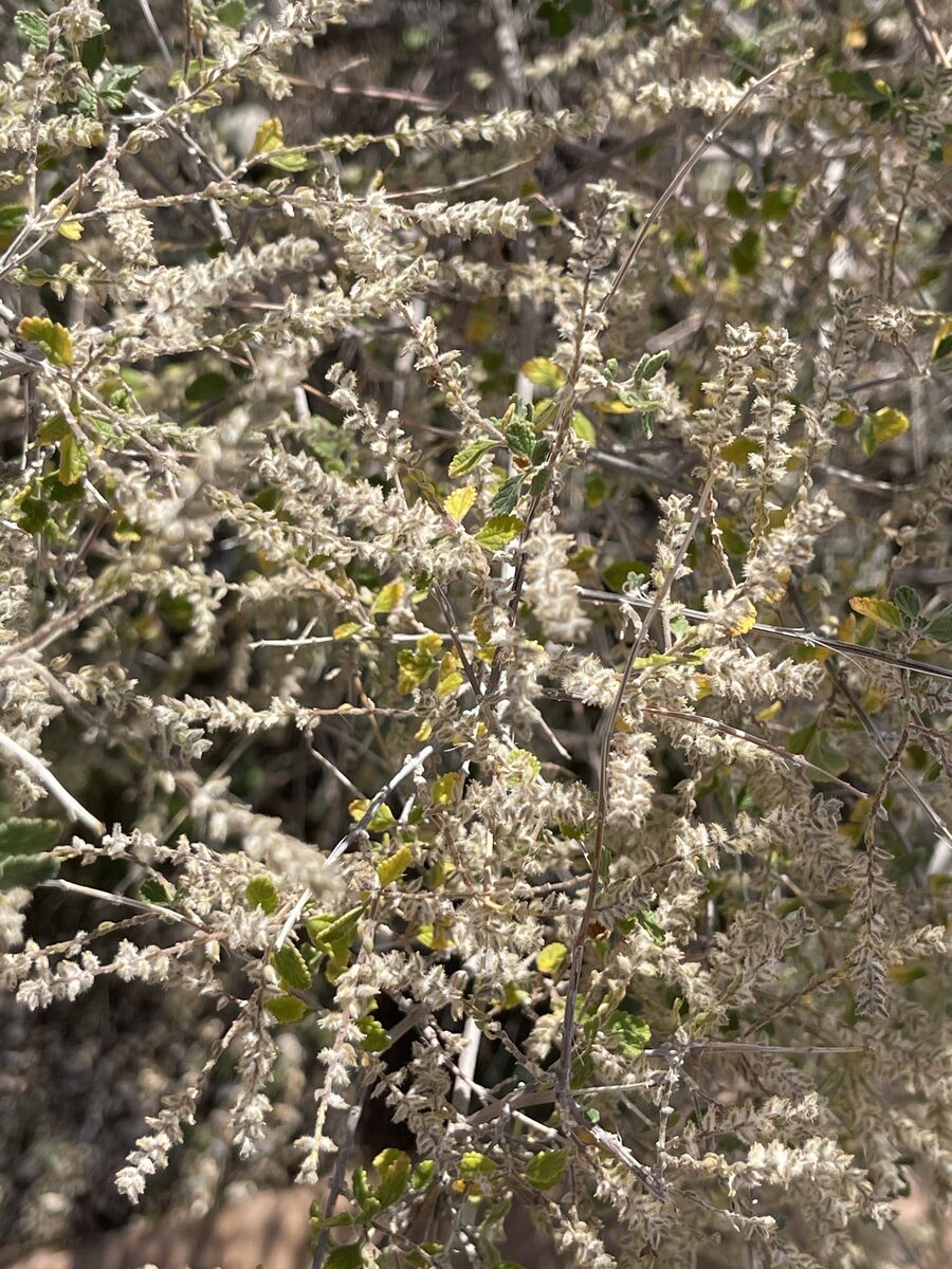 Aloysia wrightii - (A. Gray) A. Heller (Oreganillo) — photo