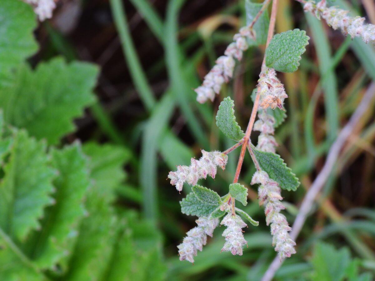 Aloysia wrightii - (A. Gray) A. Heller (Oreganillo) — photo
