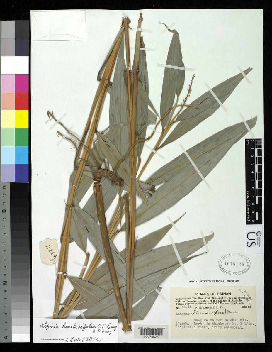 Alpinia bambusifolia — photo