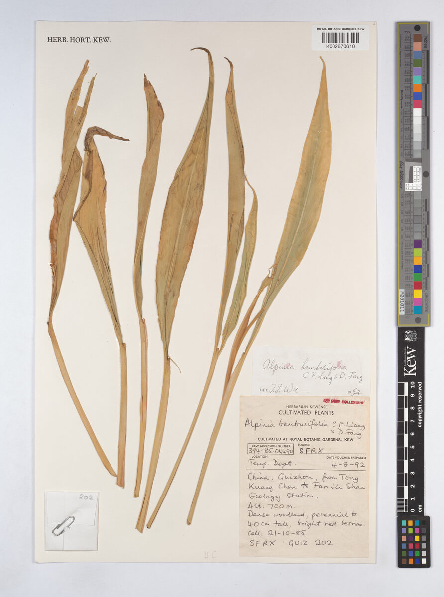 Alpinia bambusifolia