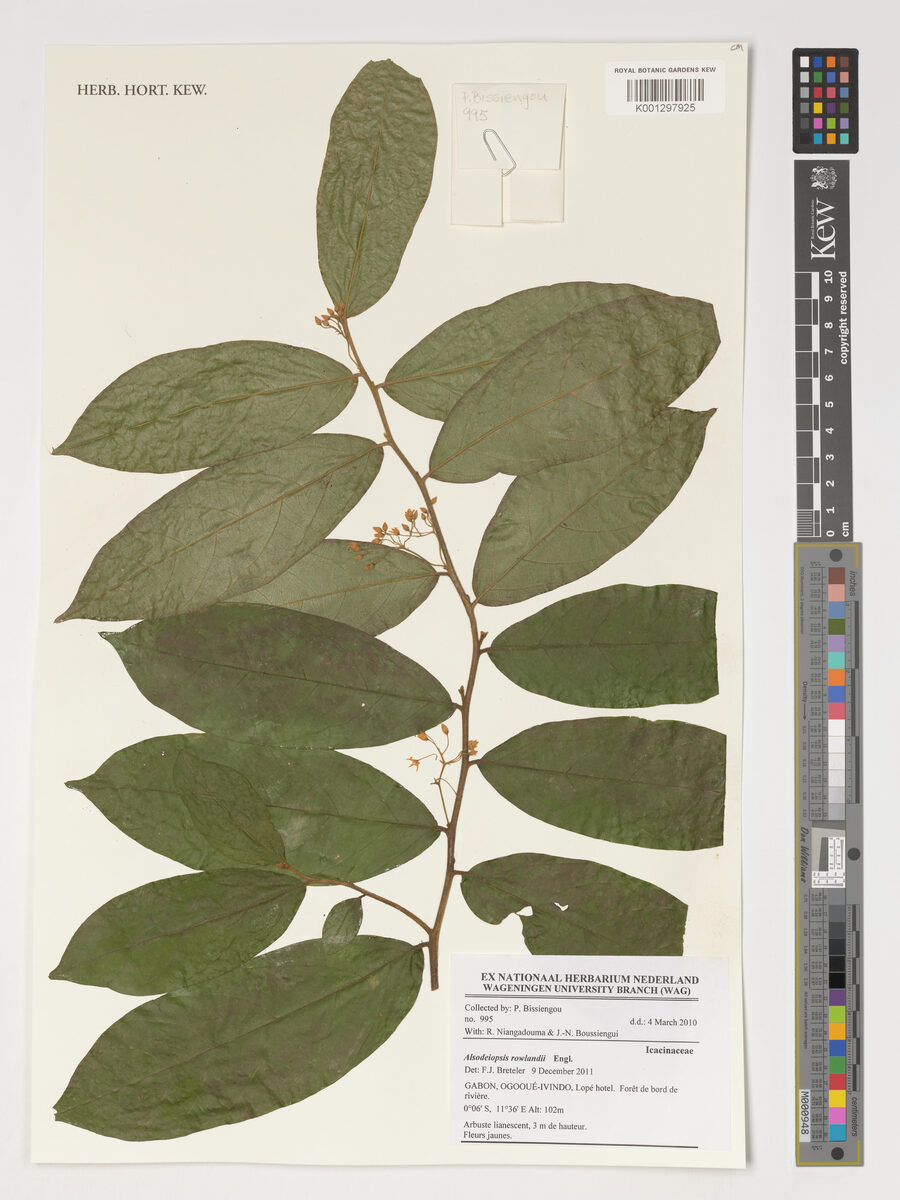 Alsodeiopsis rowlandii — photo