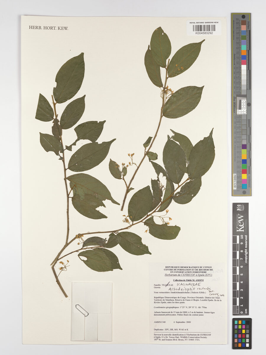 Alsodeiopsis rowlandii — photo