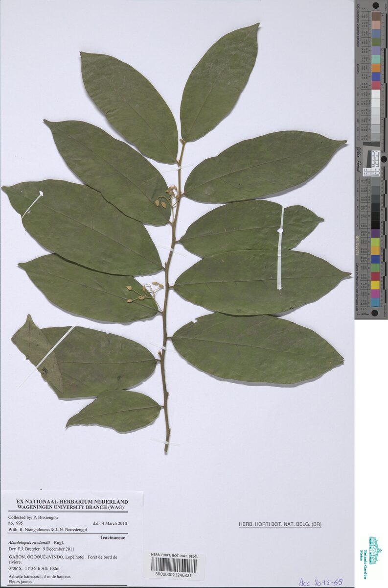 Alsodeiopsis rowlandii