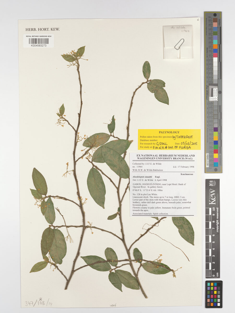 Alsodeiopsis staudtii (Bonsa-dua) — photo